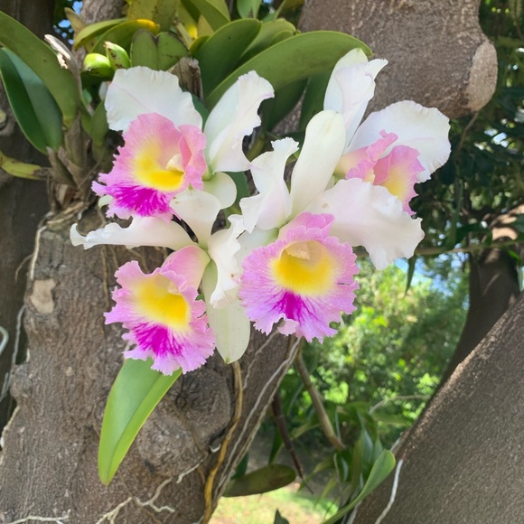 Meet your Posher - Picture 1 of 1